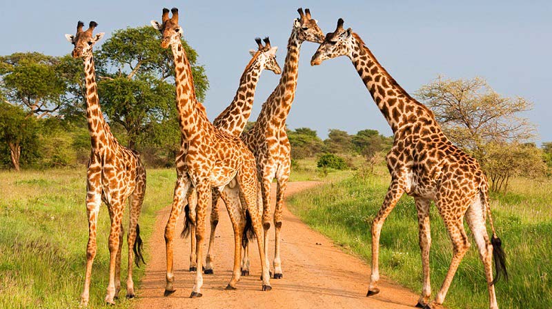 serengeti-safaris