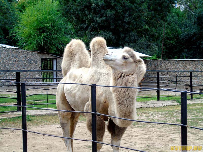 верблюд, зоопарк в Алмате, Казахстан