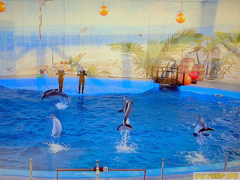 Дельфинарий "Колизей" в парке культуры и отдыха в Лазаревском