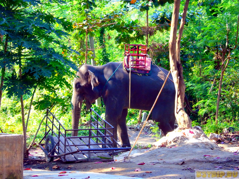 Деревня слонов Elephant Village в Хуа Хине
