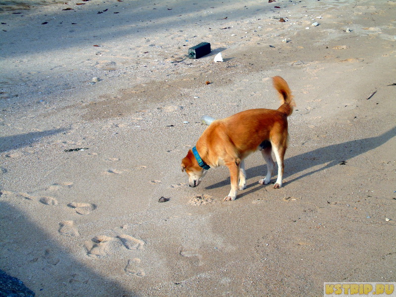 Rocky’s beach (Рокиз бич) – уединённый пляж для релакса на Самуи
