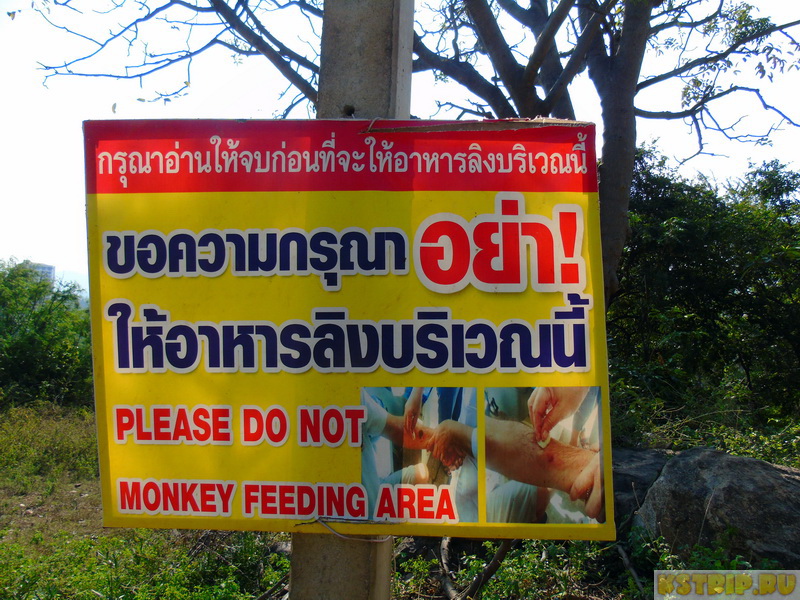 Что делать если укусила обезьяна