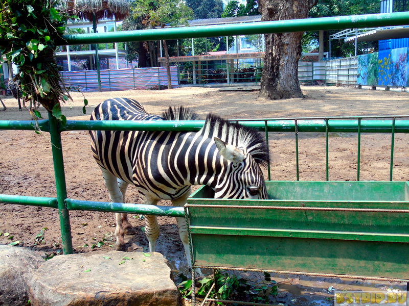 Зоопарк в Хошимине – жирафы, слоны, крокодилы, драконы…