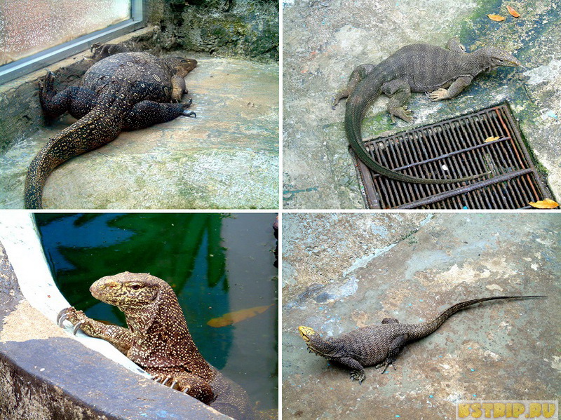 Зоопарк в Хошимине – жирафы, слоны, крокодилы, драконы…
