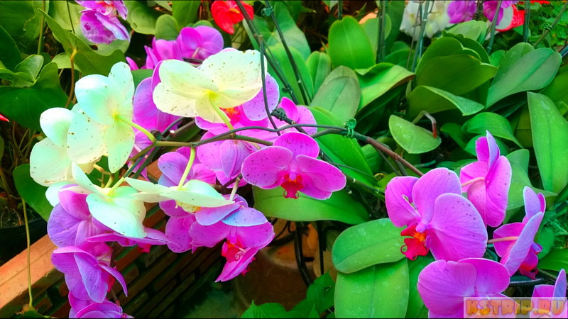 Орхидеи во Вьетнаме: где купить, как перевозить, как выращивать