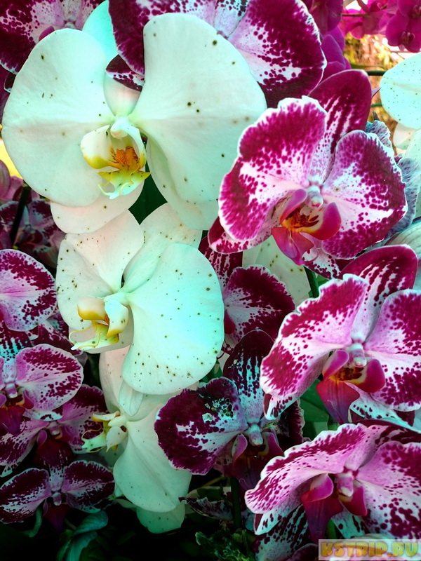 Орхидеи во Вьетнаме: где купить, как перевозить, как выращивать