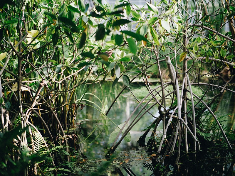 Экскурсии из Хошимина: Экспедиция в мангровые джунгли