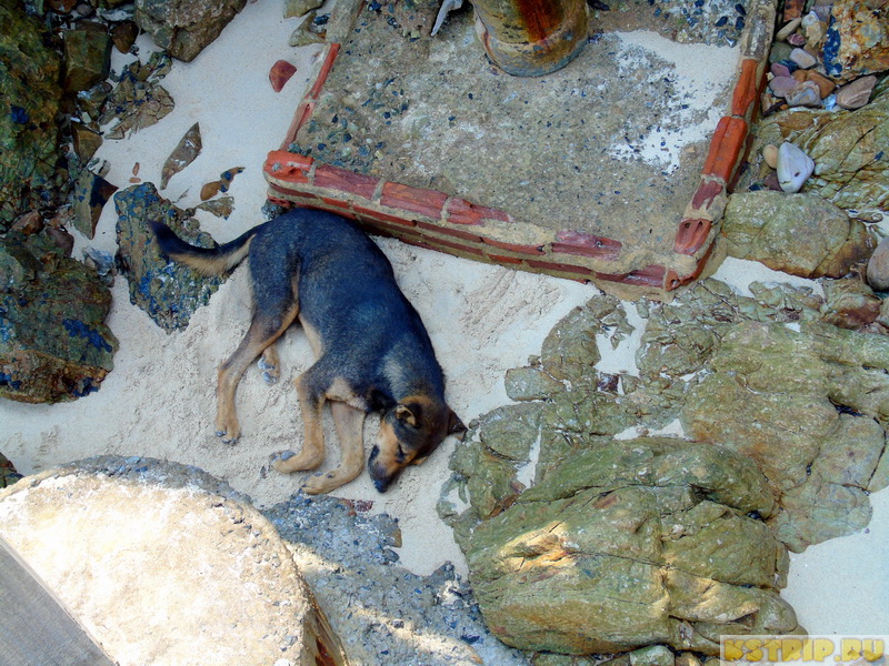 Собаки в Тайланде: почему их так много и добрые ли они
