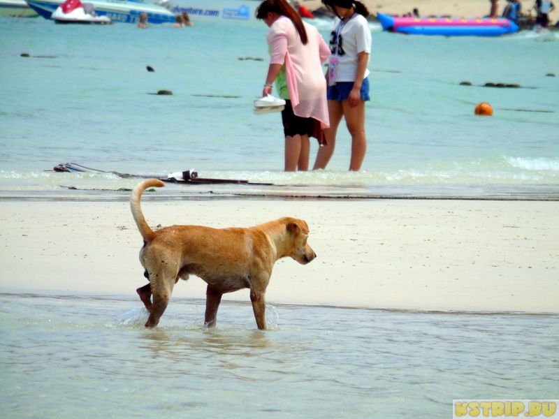 Собаки в Тайланде: почему их так много и добрые ли они