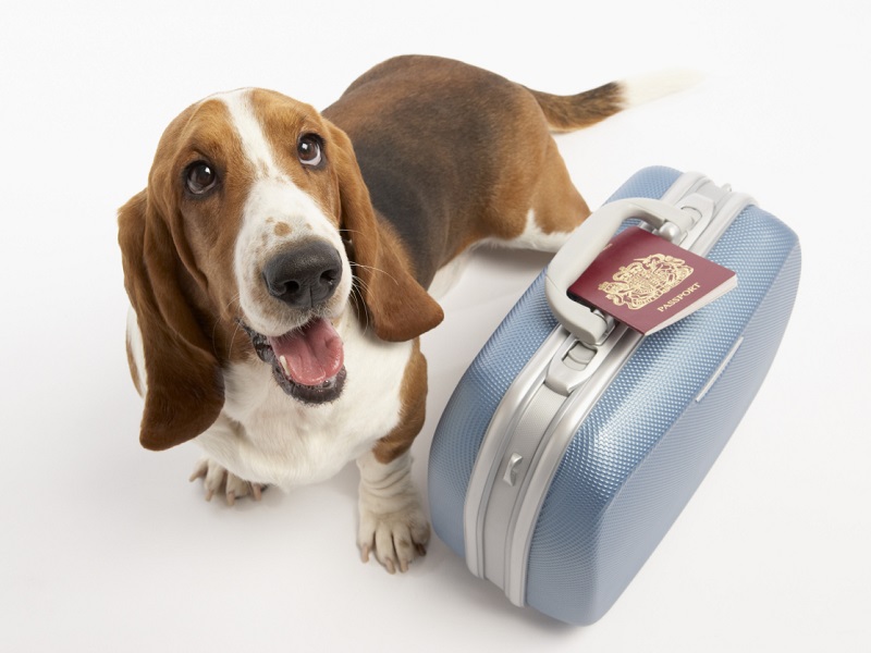 собака с чемоданом и паспортом