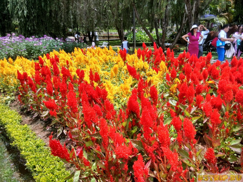 Парк цветов в Далате (Dalat Flower Park) - нереальный взрыв красок