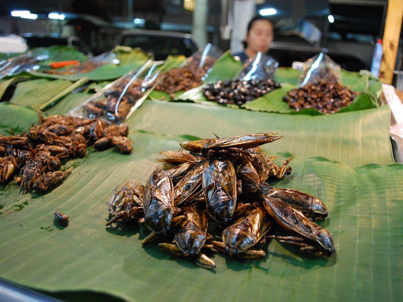 жуки в Таиланде