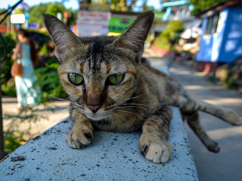 Таиланд, кошки